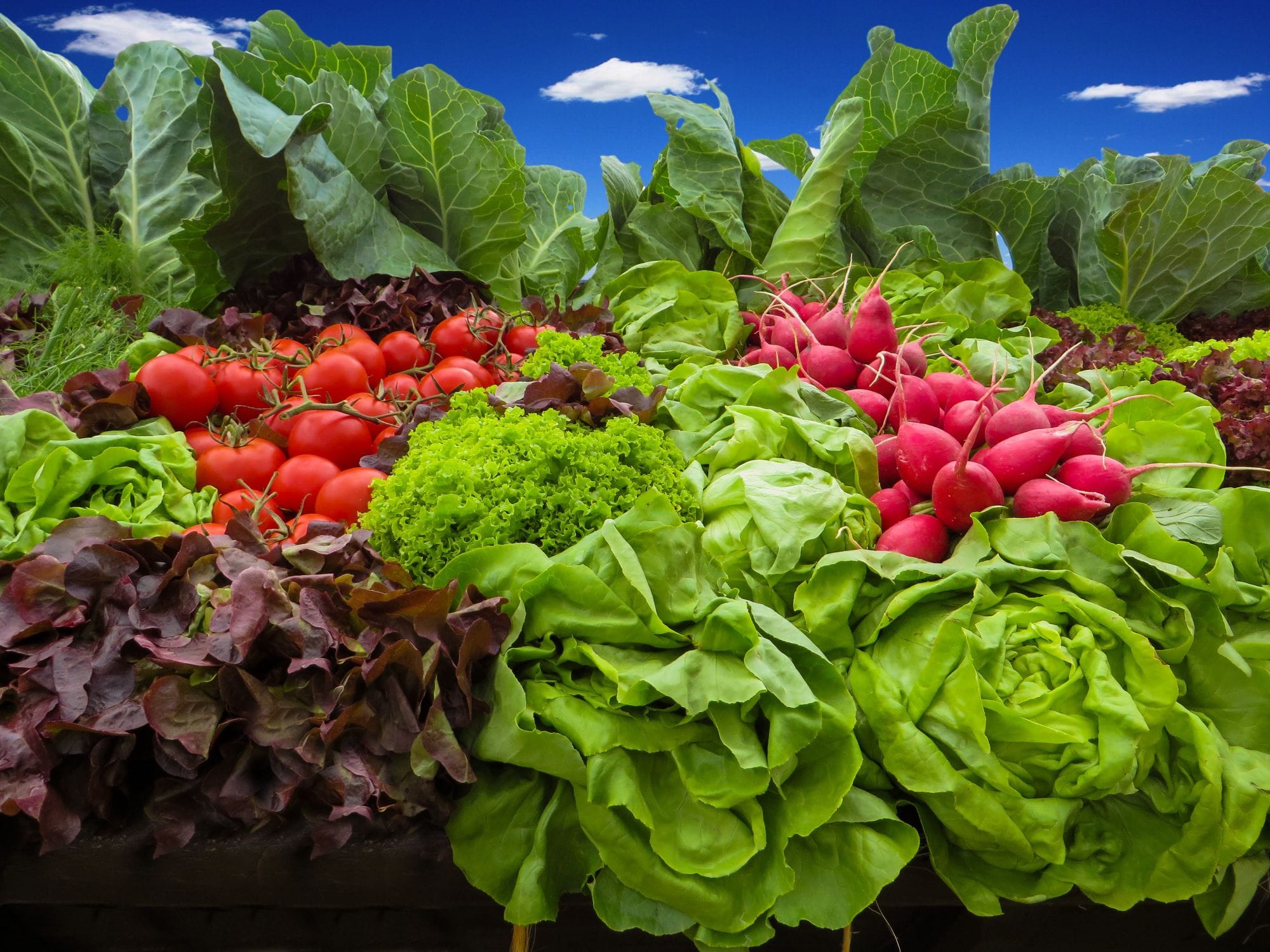 Fibermaxxing: 10 Powerful Steps to Transform You.
A vibrant display of fresh vegetables on a wooden surface, featuring green leafy lettuce, red tomatoes, radishes, purple cabbage, and various herbs, set against a bright blue sky with white clouds.